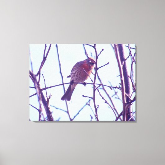 Canvas Afdrukken - Rood Sparrow in Tree (Voorkant)