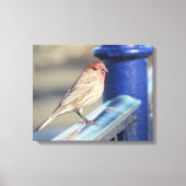 Canvas Afdrukken - Rood Sparrow op Blue Fence (Voorkant)