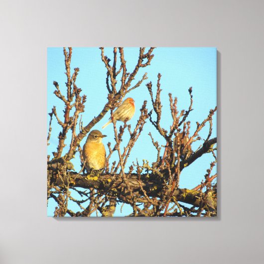 Canvas afdrukken - twee vogels in filialen (Voorkant)