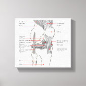Canvas Anatomisch diagram rechtskniegewricht (Voorkant)