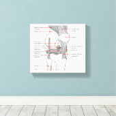 Canvas Anatomisch diagram rechtskniegewricht (Insitu (Houten vloer))