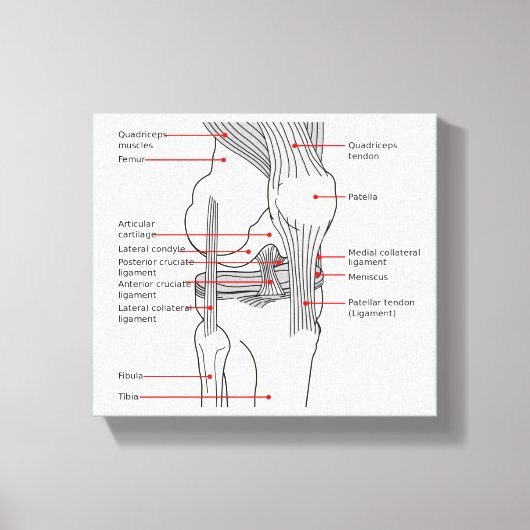 Canvas Anatomisch diagram rechtskniegewricht Afdruk (Voorkant)