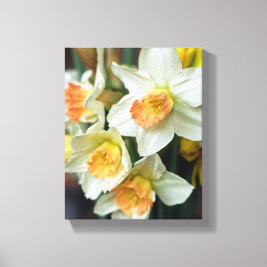 Canvas Art-Daffodils (Voorkant)