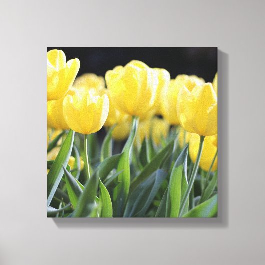 Canvas Art-gele tulpen Afdruk (Voorkant)