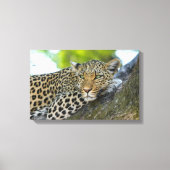 Canvas Art-Leopard (Voorkant)