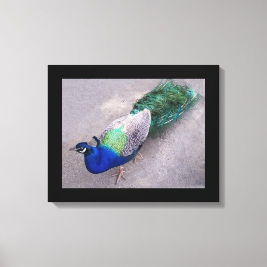 Canvas Art Peacock Afdruk (Voorkant)