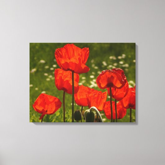 Canvas Art-Poppies (Voorkant)