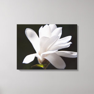 Canvas Art-Star Magnolia bloem