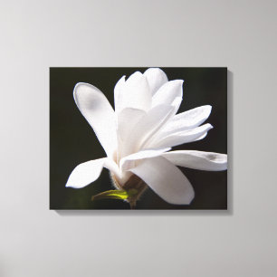Canvas Art-Star Magnolia bloem Afdruk