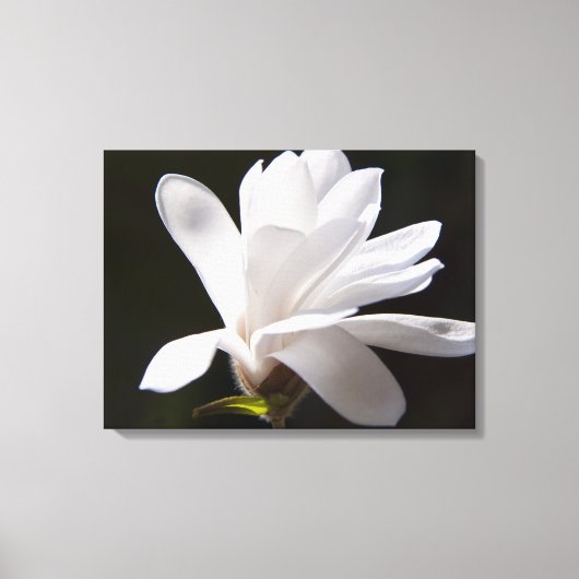 Canvas Art-Star Magnolia bloem Afdruk (Voorkant)