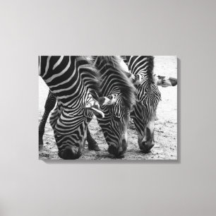 Canvas Art-Zebra's