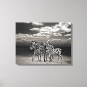 Canvas Art-Zebra's