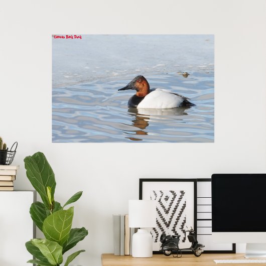 Canvas Back Duck Poster (Thuiskantoor)