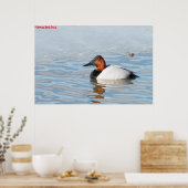Canvas Back Duck Poster (Keuken)