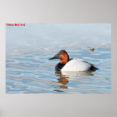Canvas Back Duck Poster (Voorkant)
