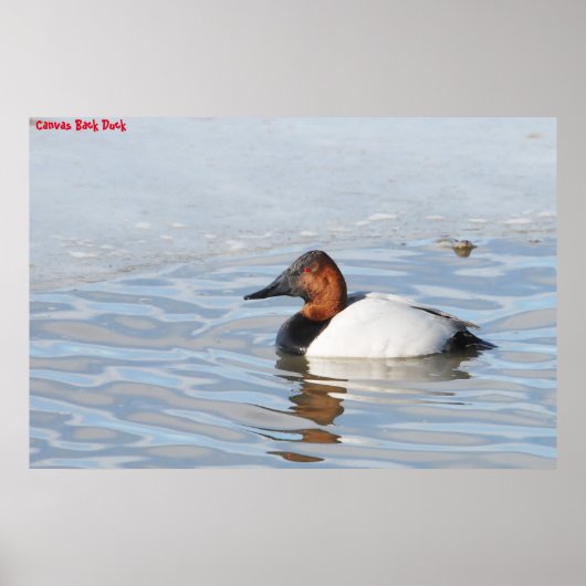 Canvas Back Duck Poster (Voorkant)