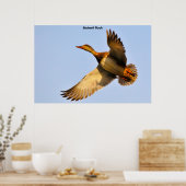 Canvas Back Duck Poster (Keuken)