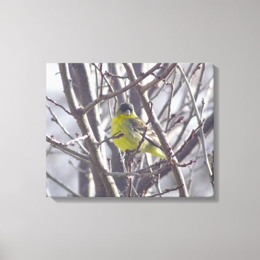 Canvas - Gele vink in wintertakken (Voorkant)