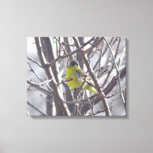 Canvas - Gele vink in wintertakken Afdruk