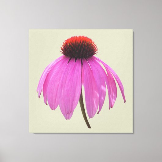Canvas - gevlekt - Paarse Coneflower - Echinacea Afdruk (Voorkant)
