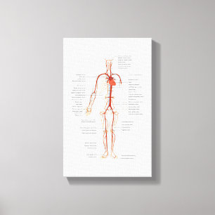 Canvas Human Circulatory System of Arteries Afdruk