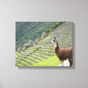 canvas llama afdruk