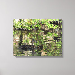 Canvas: Mallard Duck en Ducklings Canvas Afdruk