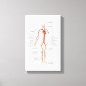 Canvas Menselijk bloedsomloop van slagaders (Voorkant)