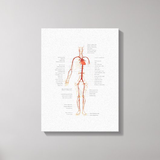 Canvas Menselijk Bloedvatenstelsel van slagaders Afdruk (Voorkant)