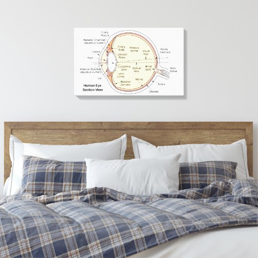 Canvas Menselijk oog bal Anatomisch diagram (Insitu (Slaapkamer))