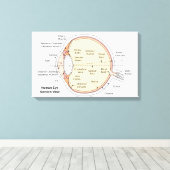 Canvas Menselijk oog bal Anatomisch diagram (Insitu (Houten vloer))