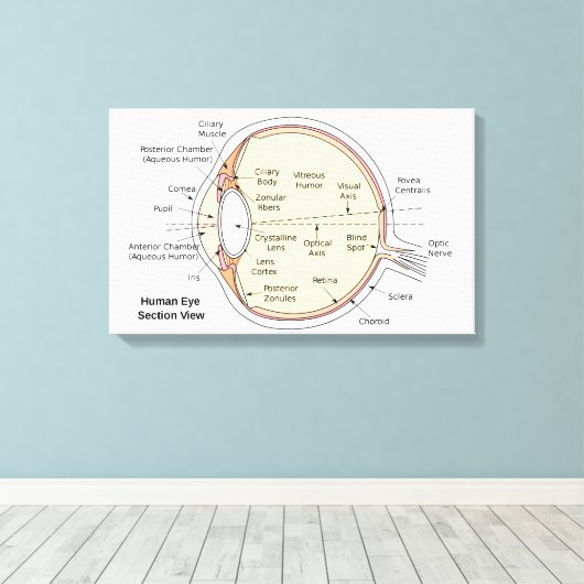 Canvas Menselijk oog bal Anatomisch diagram (Insitu (Houten vloer))
