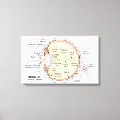 Canvas Menselijk oog bal Anatomisch diagram (Voorkant)