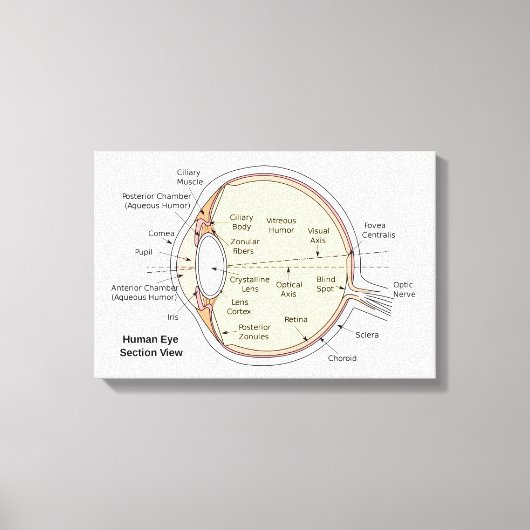 Canvas Menselijk Oog Bal Anatomisch Diagram Afdruk (Voorkant)