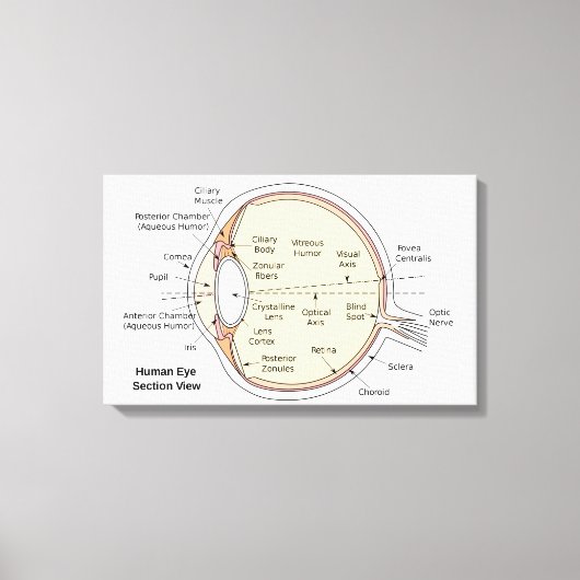 Canvas Menselijk oog bal Anatomisch diagram Afdruk (Voorkant)