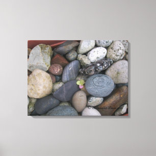 Canvas (Pebbles #1) RFPMDesignes ©️ 2012 Afdruk