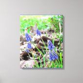 Canvas Print - Grape Hyacynth (Voorkant)