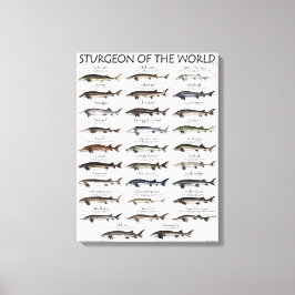 CANVAS PRINT - STURGEON VAN DE WERELD