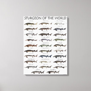 CANVAS PRINT - STURGEON VAN DE WERELD