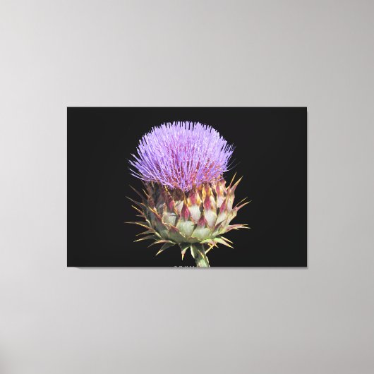 Canvas Print - Thistle (Voorkant)