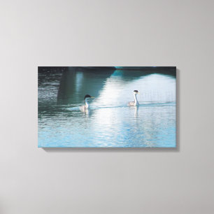 Canvas Print - Westerne Grebe in Harbour