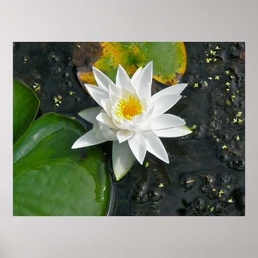 Canvas Print White Water Lily (Voorkant)
