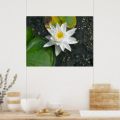 Canvas Print White Water Lily (Keuken)