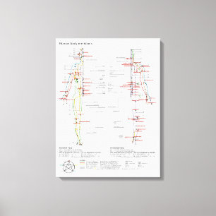 Canvas Schematische Chinese Meridianen Spierstelse Afdruk