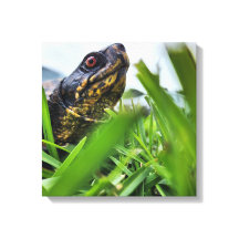 Canvas Schildpad Close Up