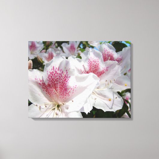 Canvas Sierkunst Roze Witte Azalea Bloemen Afdruk (Voorkant)