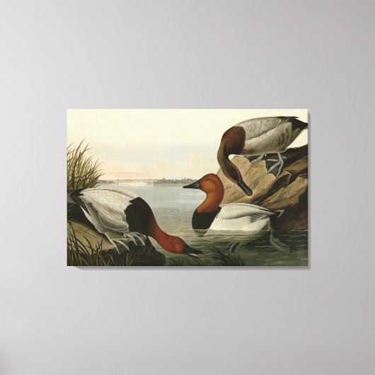 Canvas steunde Duck van Audubon's Birds of America Afdruk (Voorkant)