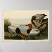 Canvas steunde Duck van Audubon's Birds of America Poster (Voorkant)