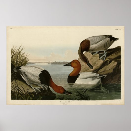 Canvas steunde Duck van Audubon's Birds of America Poster (Voorkant)