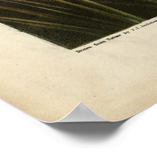 Canvas steunde Duck van Audubon's Birds of America Poster (Hoek)